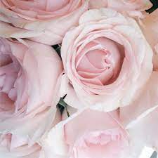 Flowers On Twitter Pink Daisy Love Pastel Pink Aesthetic
