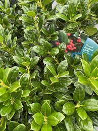 Its large leathery leaves with a single spine at the tip are glossy, provide coarse texture in the landscape, and remain attractive all year. Holly Dwarf Burford 3g Growers Outlet Willis Texas