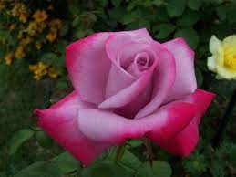 Paradise Rose Hybrid Tea Paradise Rose Bush Hybrid Tea Roses Tea Roses Rose Flower