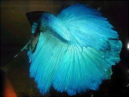 Type Of Betta Fish If You Are Like Me And Have A Strong Passion For Freshwater Aquariums You Have Probably Considered Incor Betta Fish Betta Fish Types Betta