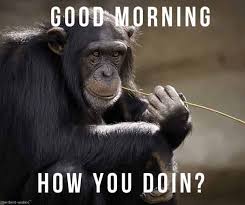 24 Super Funny Good Morning Images With Monkey Chimpanzee Great Ape Monkey