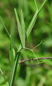 Image result for Litanthus pusillus