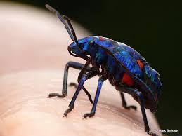 Larvae resemble caterpillars, although they have some false legs. Hibiscus Harlequin Bug Nature S Place