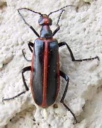 Maybe you would like to learn more about one of these? Red Striped Black Bug Pyrota Akhurstiana Bugguide Net