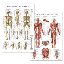 This human ear anatomical chart details the anatomy of the inner, outer and middle ear. Palace Learning Muscular Skeletal System Anatomical Poster Set Laminated 2 Chart Set Human Skeleton Muscle Anatomy Double Sided 18 X 27 Buy Online In Bahamas At Bahamas Desertcart Com Productid 110669347