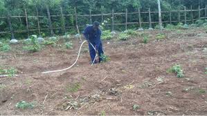 Family garden initiative began in 2010 as a specific outreach partnership between. Ava Initiative Growing Our Own Food Beyond Subsistence In Nigeria Impakter