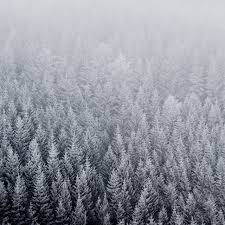 Ios 6 Get The New Ios 6 Default Wallpaper Now Rippled Water Winter Wallpaper Winter Trees Iphone Wallpaper Winter