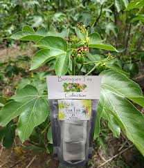 Image result for Jatropha gossypiifolia