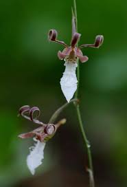 Pin On Eulophia And Related