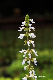 Image result for Coleus hadiensis