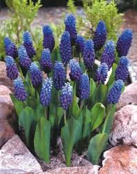 Zone 9 evergreen shade plants: Grape Hyacinth Full Sun To Part Shade H 4 6 Bloom Early Spring Zone 3 9 Grape Vine Plant Flowers Perennials Plants