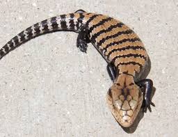 Common blue tongue skink ( tiliqua scincoides) is a species of skink in the genus tiliqua. Blue Tongue Skink Types List Of Blue Tongue Skink Species