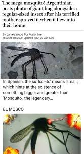 Mosquito gigante cordoba argentina mosquito gigante de córdoba argentina. The Mega Mosquito Argentinian Posts Photo Of Giant Bug Alongside A Regular Sized Insect After His Terrified Mother Sprayed It When It Flew Into Their Home By James Wood For Mailonline 15 32 23