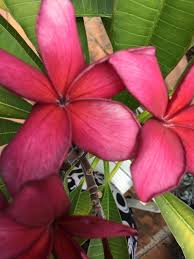 My Red Frangipani Frangipani Flowers Flora
