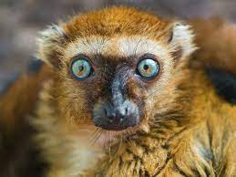 The Eyes Of The Female Sclater S Lemur Blue Eyed Animals Animal Pictures Animals