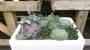 Succulents In An Old Butler Sink Succulents Belfast Sink Garden Growing Vegetables
