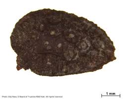 Image result for Adenia rumicifolia