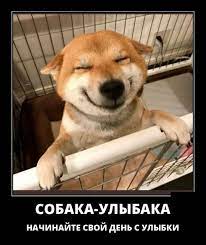 Демотиваторы про собак (78 фото) | shutniks.com