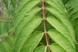 Check spelling or type a new query. Tree Of Heaven Ailanthus Altissima Invasive Species Id