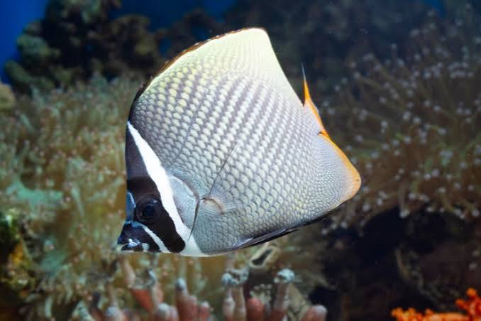 Manfish Images - Free Download on Magnific (formerly Freepik)