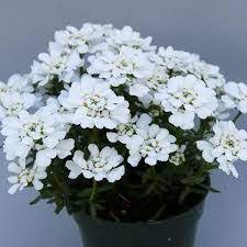 Pin On Flowers