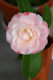 Camellia Japonica Queen Diana Aka Diana S Charm Pretty Flowers Camellia Flower Beautiful Flowers