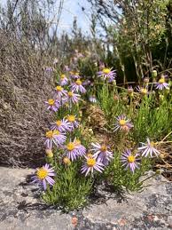 Image result for Felicia filifolia
