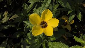 Image result for Turneraceae