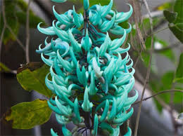 Maybe you would like to learn more about one of these? 16 Macam Macam Bunga Langka Di Indonesia Dan Dunia