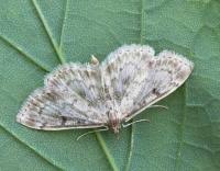 Image result for Anania perlucidalis