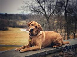 Maybe you would like to learn more about one of these? Off Leash K9 Training Of Salt Lake City Utah Dog Obedience Training Behavior Modification