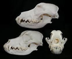 The veterinarian will perform a physical examination, obtain a thorough medical history and inquire about. Crane De Chien Dog Skull Canis Familiaris Dog Skull Dog Anatomy Animal Skeletons