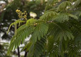Image result for Albizia chinensis