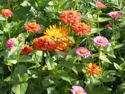 Some zinnia species closely resemble dahlia flowers. Easy Annual Flowers Bloom All Summer Garden Org