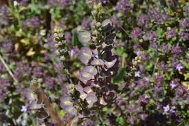 Image result for Oreophyton falcatum