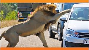 Image result for lion rips woman's arm off in her car and Africa
