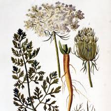 Image result for Daucus carota