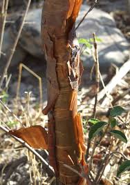 Image result for Euphorbia espinosa