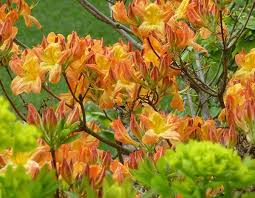 Pin On Shows Cfs16 Homebase