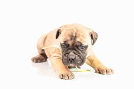 Select from premium bullmastiff puppy of the highest quality. Bullmastiff Breed Adopt A Bullmastiff Puppy Online Today Vip Puppies