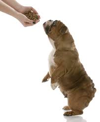 Let's answer some of the most frequently asked questions. Best Dog Food For English Bulldogs 6 Vet Recommended Brands