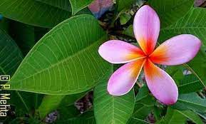 This exposes the cambium (the green layer) and may help kickstart callus formation. How To Grow Frangipani Tree From Cutting Frangipani Tree Care