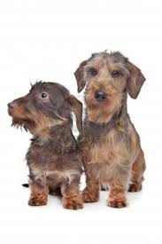 They will need extra grooming and a professional salon appointment every once in a while. Two Miniature Wire Haired Dachshund Dogs In Front Of A White Wire Haired Dachshund Miniature Wire Haired Dachshund Dachshund Dog
