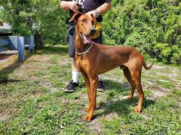 It's also free to list your teacup pups with us. Dog For Adoption Justin A Doberman Pinscher Greyhound Mix In Oakland Park Fl Petfinder