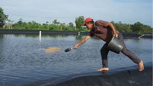 Banyak Phk Budidaya Udang Vaname Bisa Untung Puluhan Juta