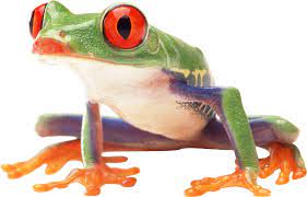 Download Frog Png Images Background Png Free Png Images Tree Frogs Frog Frog Pictures