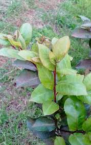Image result for Xymalos monospora
