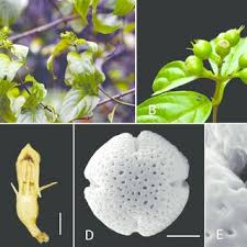 Image result for Spermacoce natalensis