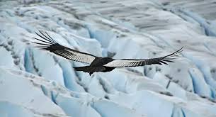 Ce Rapace Peut Parcourir Plus De 160 Km Sans Battre Des Ailes En 2020 Condor Des Andes Les Oiseaux Du Monde Le Condor