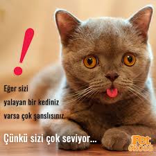 En Iyi Dostunuzun Yeni Dostu Eger Sizi Yalan Bir Kediniz Varsa Cok Sanslisiniz Cunku Sizi Cok Seviyor Kedi Kopek Balik Ku Evcil Hayvanlar Kedi Hayvan